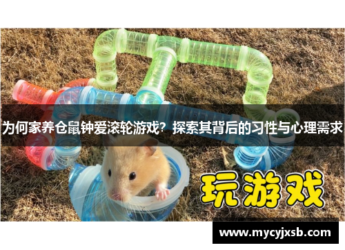 为何家养仓鼠钟爱滚轮游戏？探索其背后的习性与心理需求